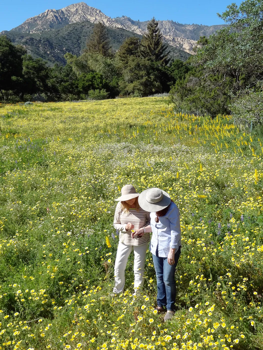 recreating the historic photo of two girls in the Meadow with wildflowers, SBBG spring wildflower Meadow, 2014