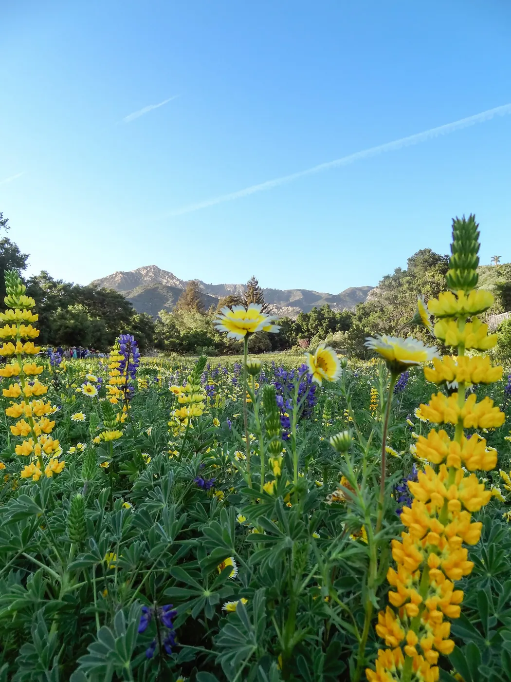 SBBG spring wildflower Meadow, 2014 (lupine) (tidy tips)