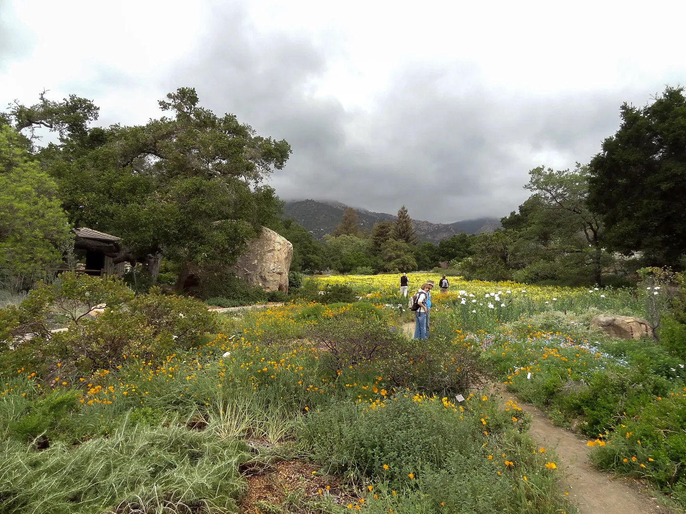 Ground Cover Display and Meadow