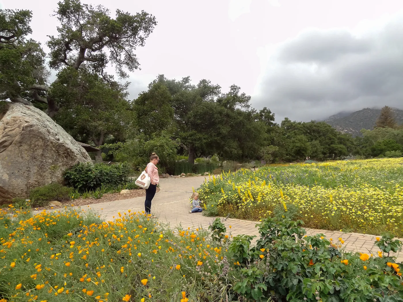 Spring wildflower display in the Meadow