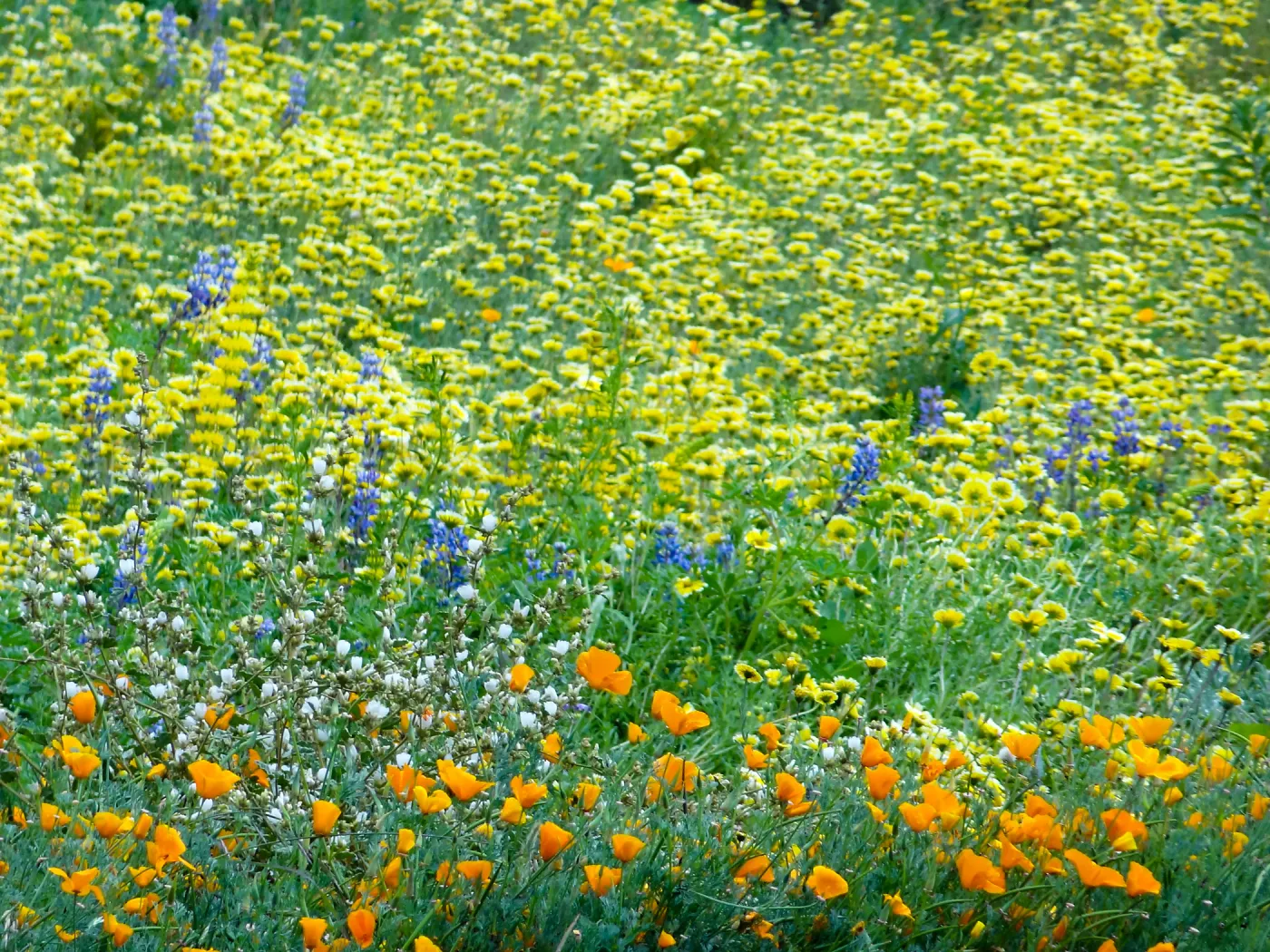 Spring wildflower display in the Meadow (lupine) (California Poppy)