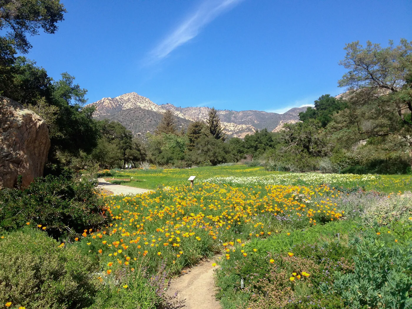 spring wildflower Meadow, 2014, SBBG