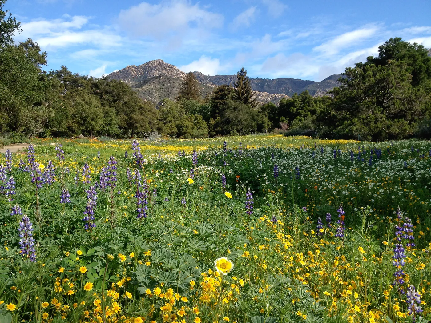 spring wildflower Meadow, 2014, SBBG