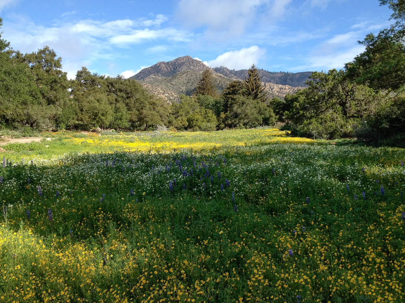 spring wildflower Meadow, 2014, SBBG