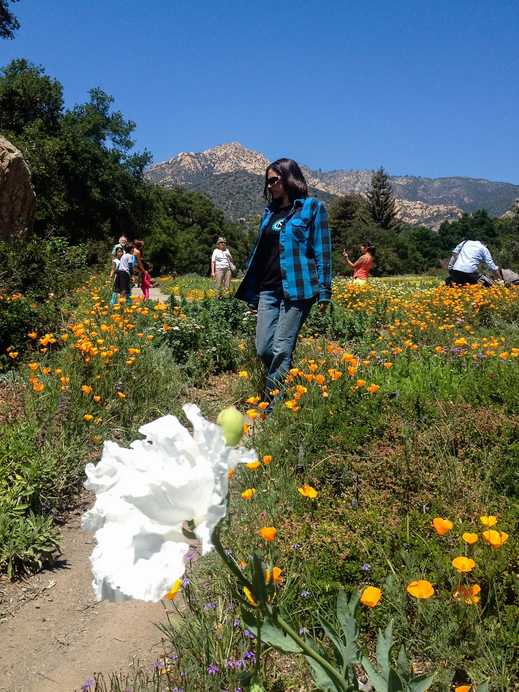 visitors, Spring wildflower Meadow, 2014, SBBG