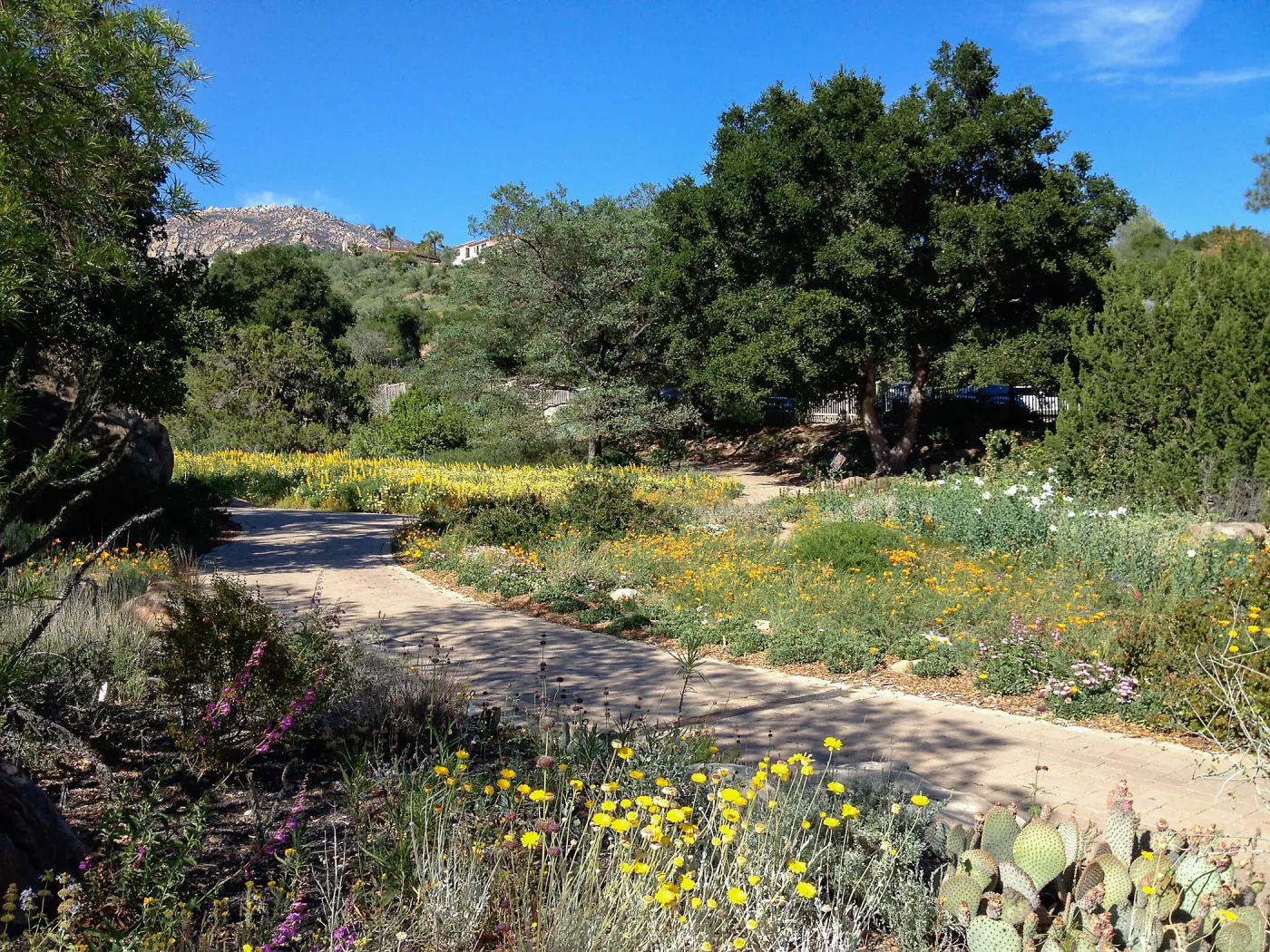 spring wildflower Meadow and Ground Cover Display