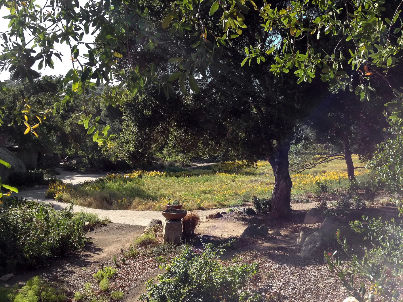 oak, wildflower Meadow, SBBG