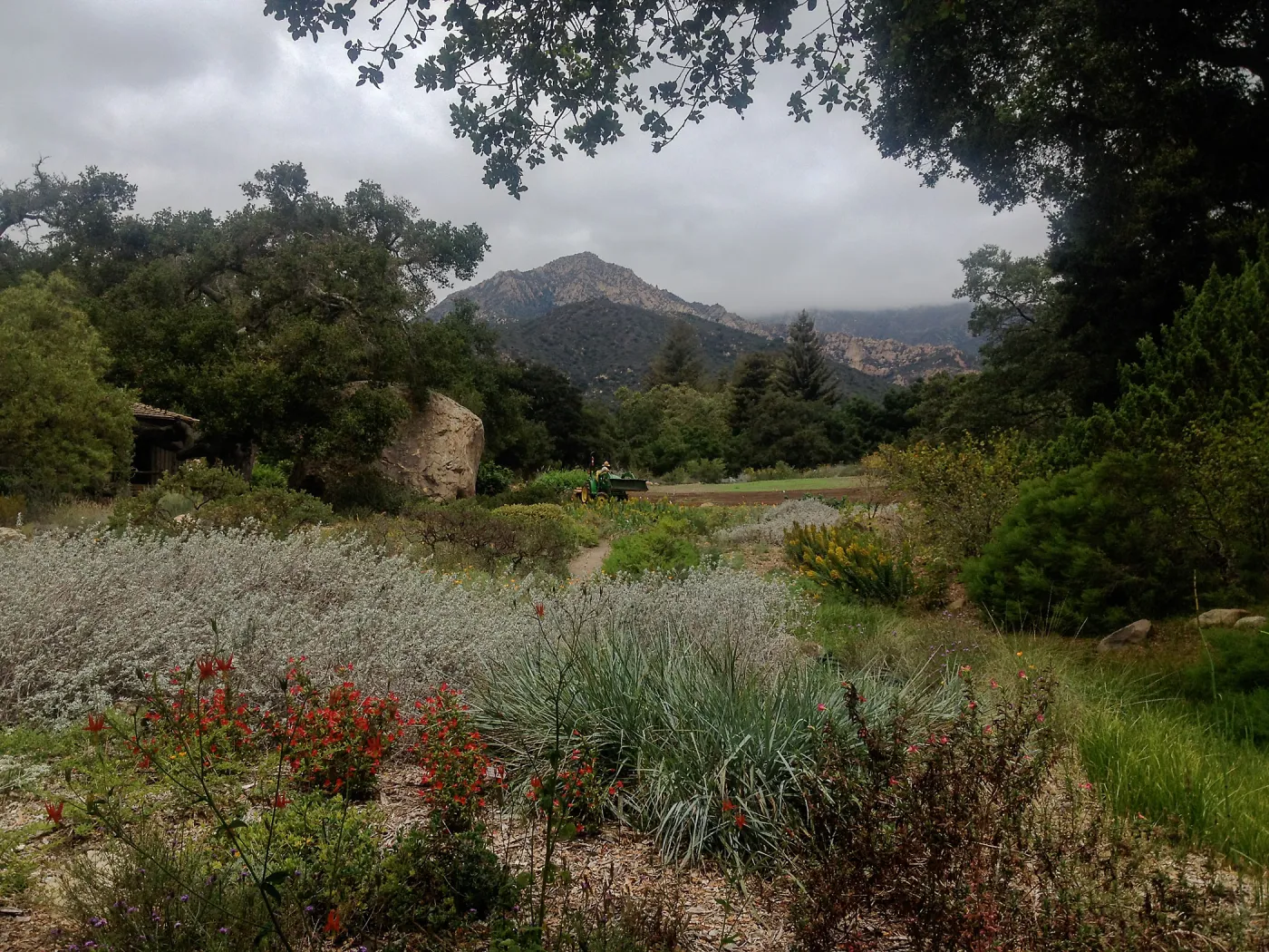 Ground Cover Display, view to Arlington Peak
