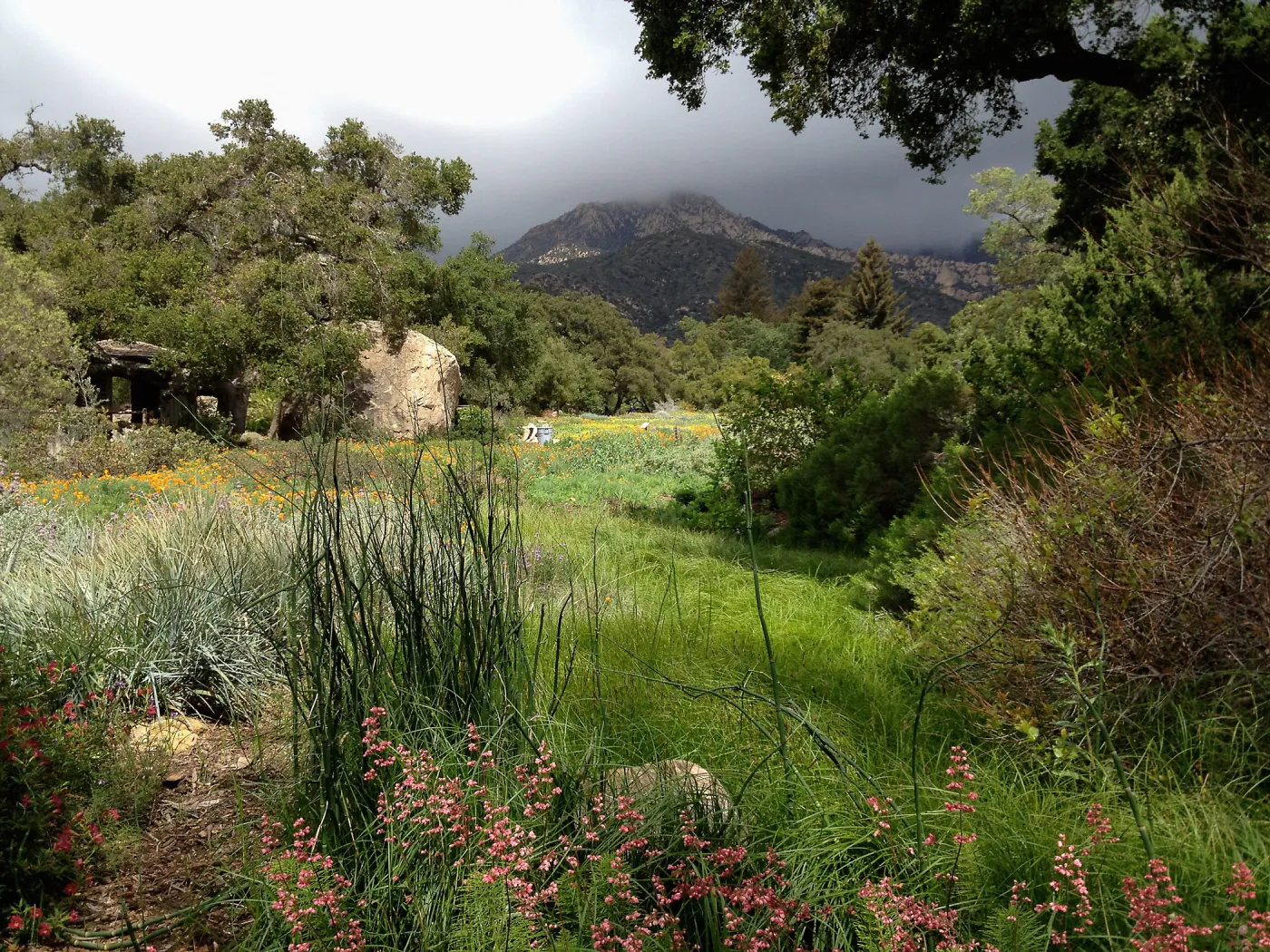 Groundcover section