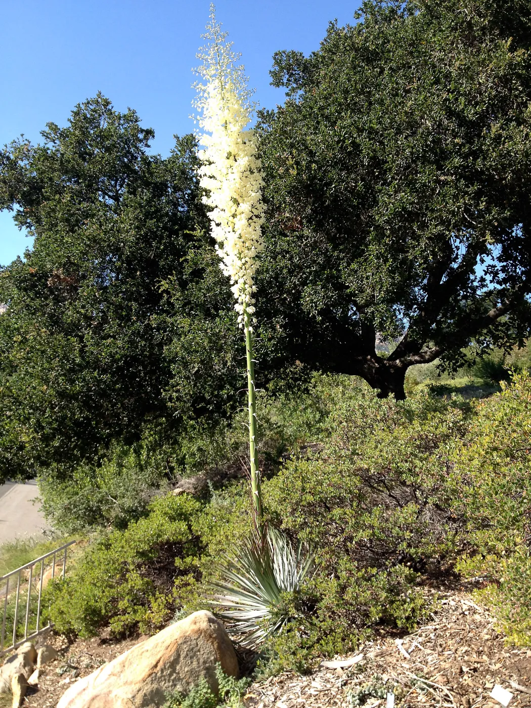 Yucca in bloom, SBBG