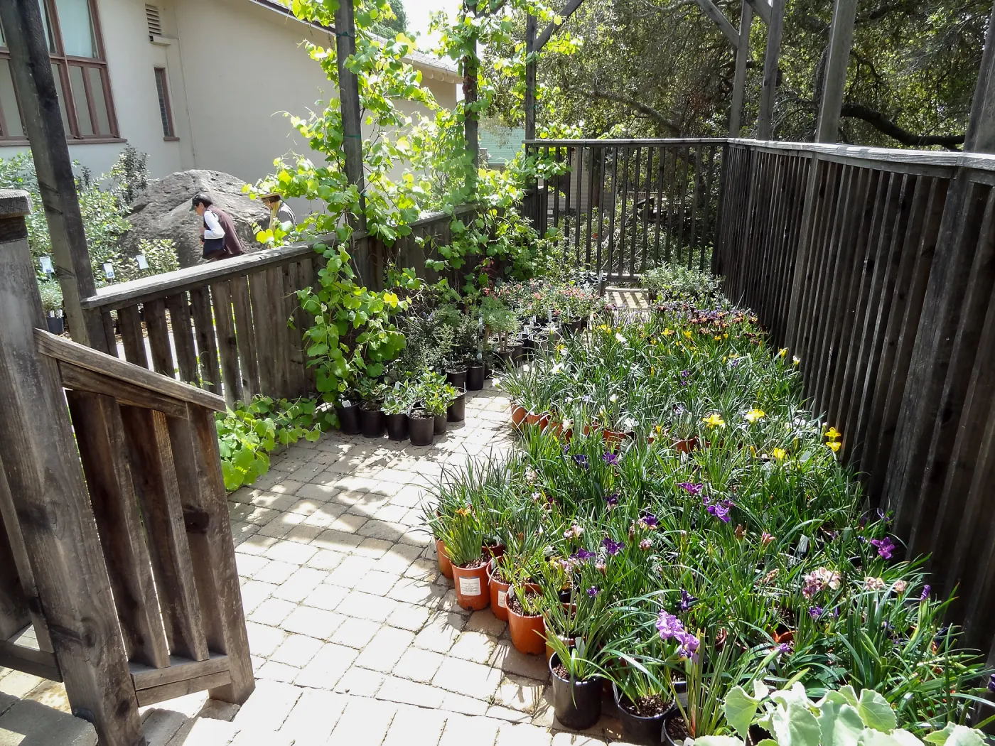 native Iris in pots, Spring Plant Sale 2014