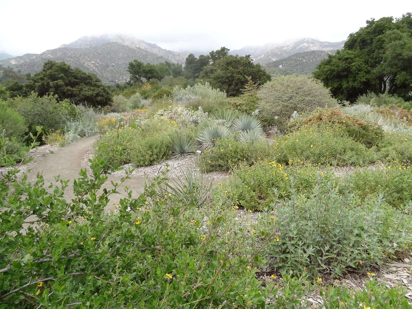 Porter Trail, 5 years post Jesusita Fire