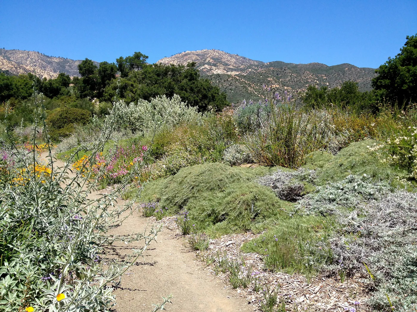 Porter Trail in bloom