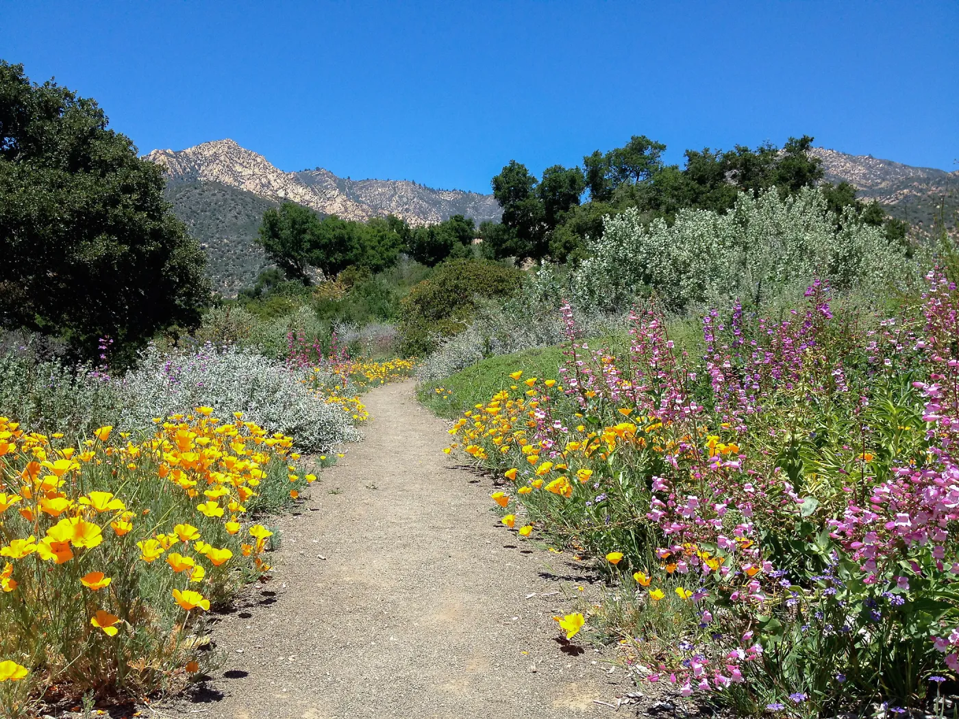 Porter Trail in bloom