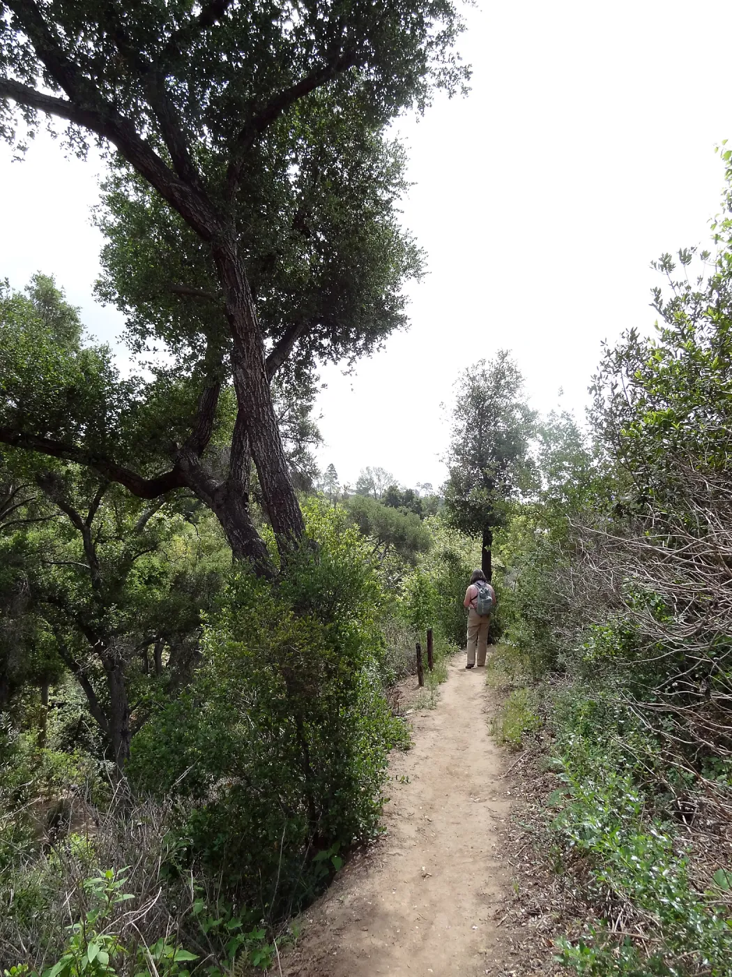 Pritchett Trail, 5 years post Jesusita Fire