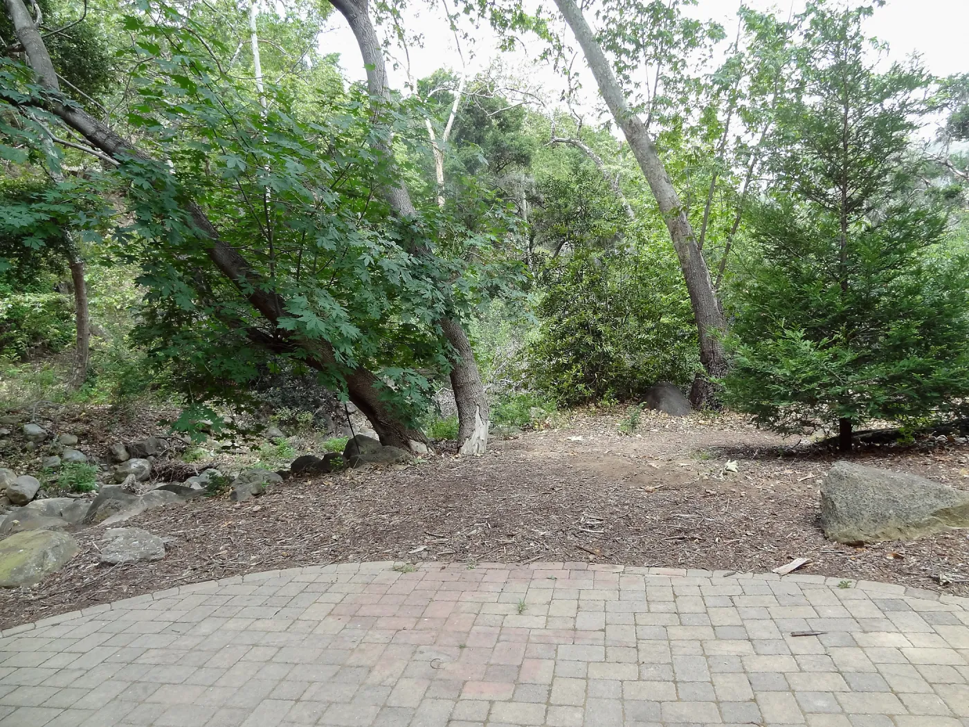 Redwood Section, 5 years post Jesusita Fire