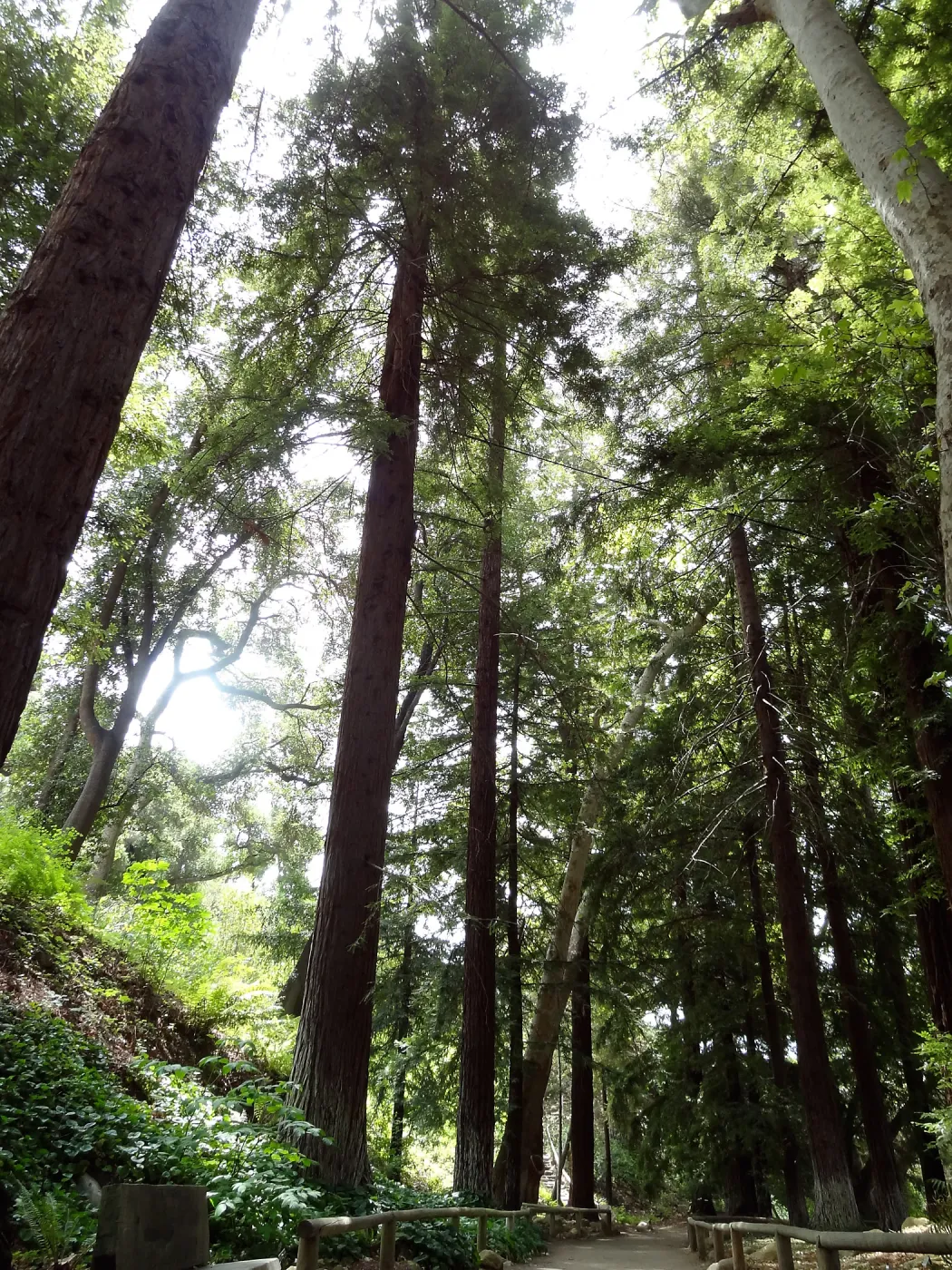 Redwood Section, 5 years post Jesusita Fire