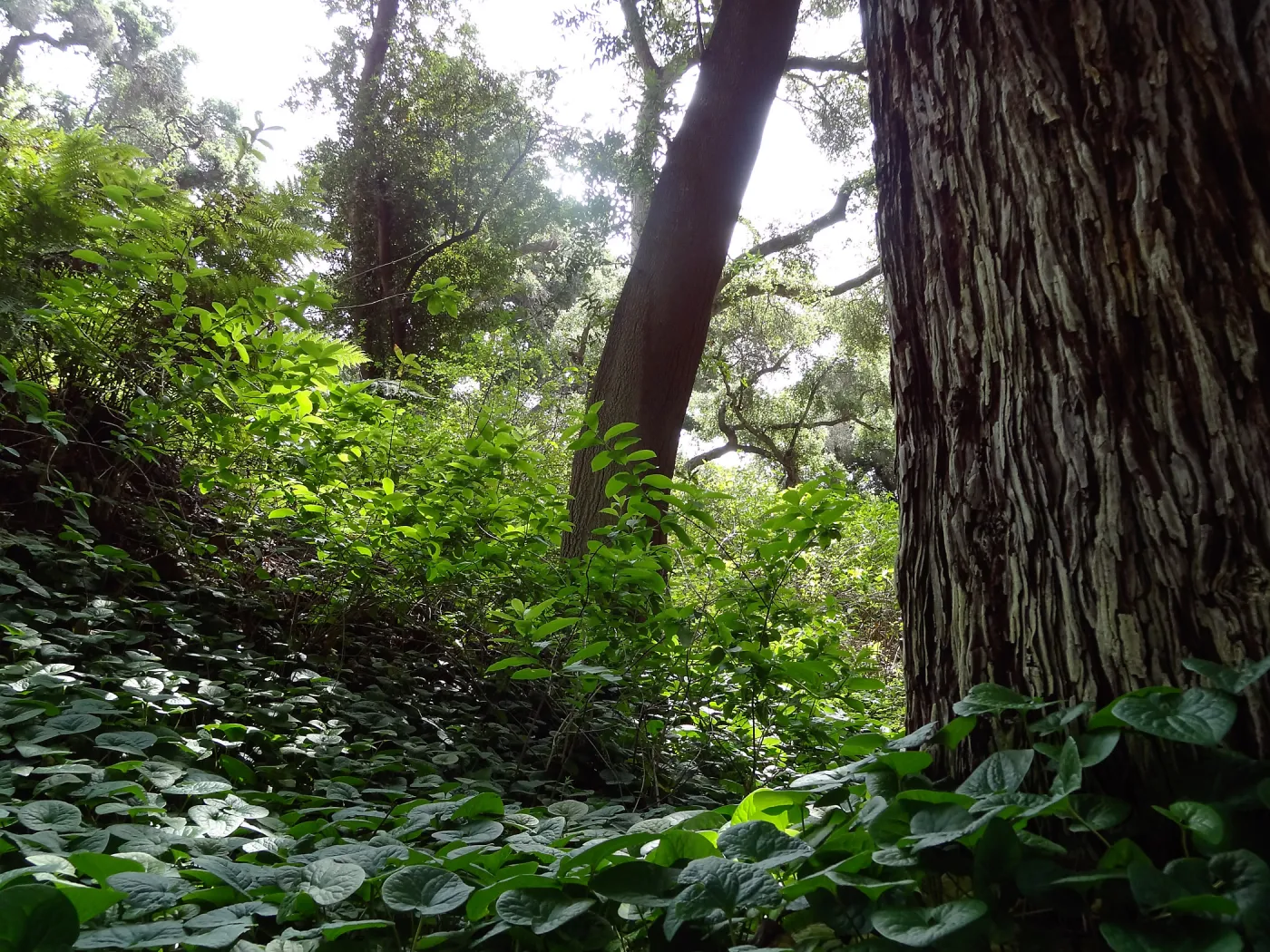 Redwood Section, 5 years post Jesusita Fire