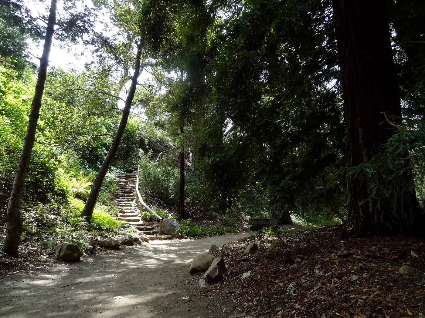 Indian Steps, Redwood Section, 5 years post Jesusita Fire