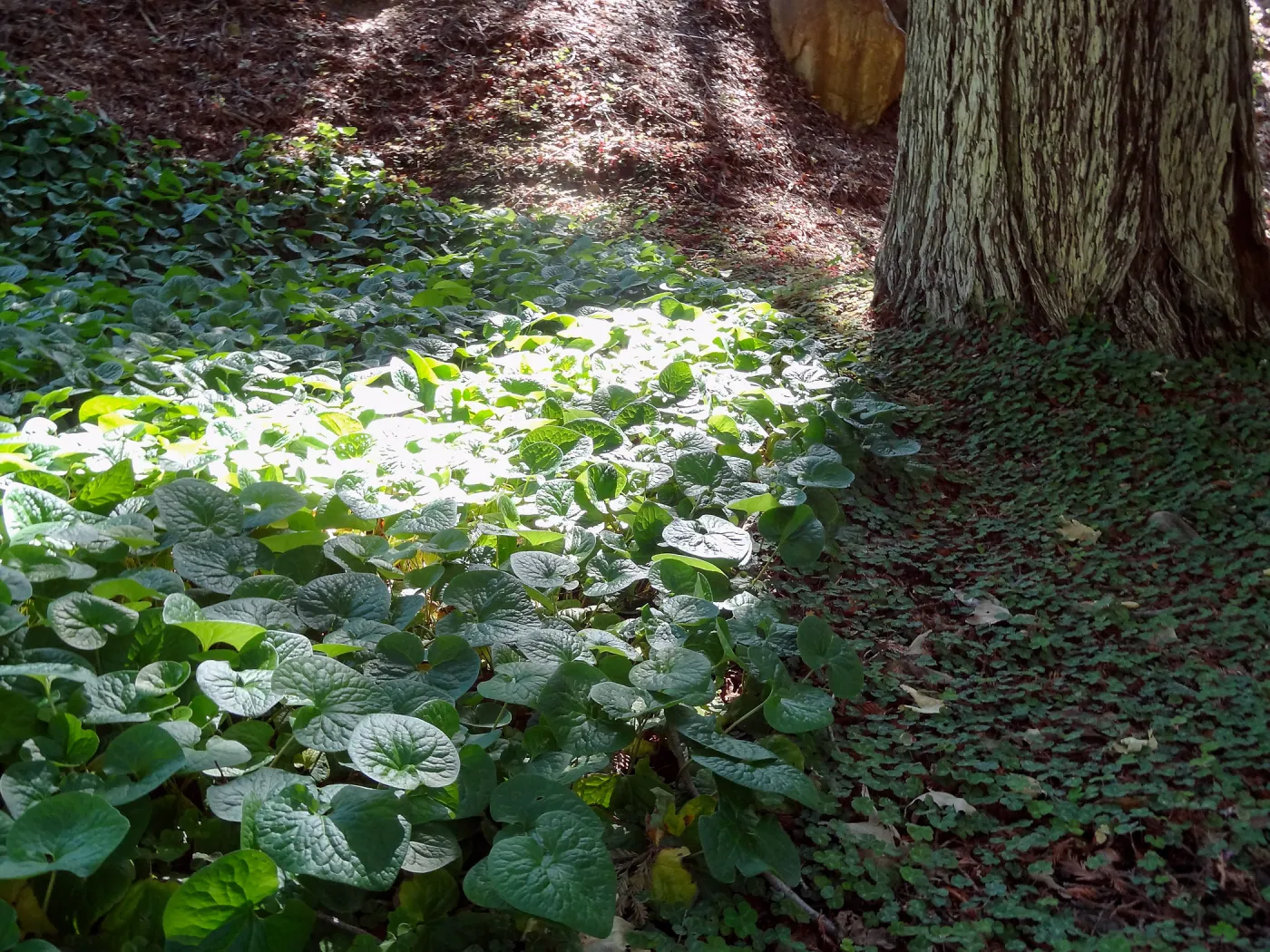 Wild Ginger and Redwood sorrel, Redwood Section, 5 years post Jesusita Fire