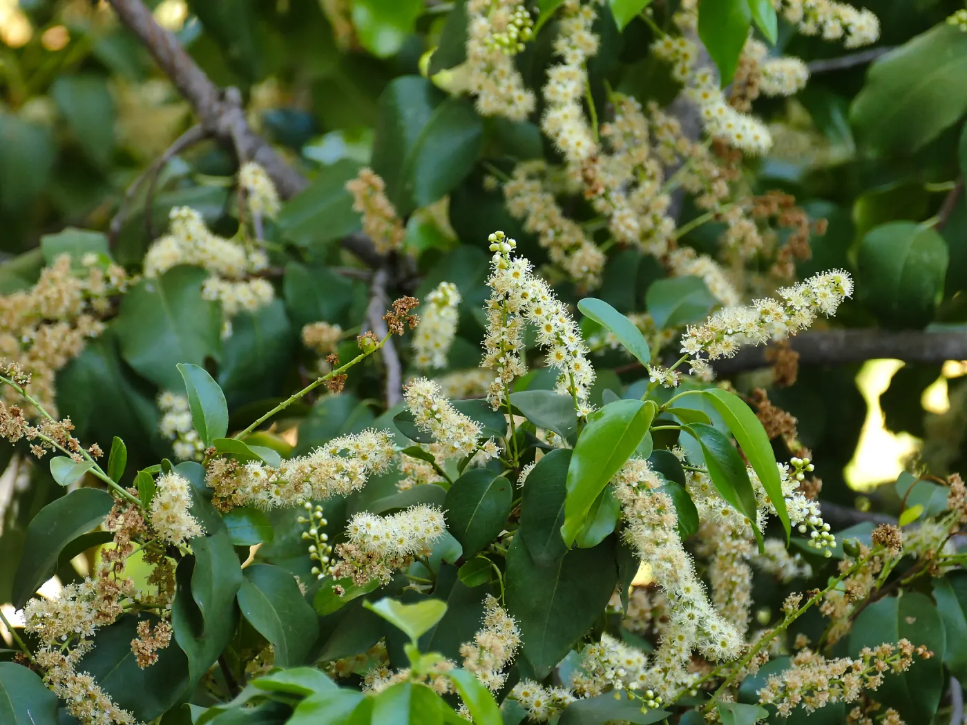 Catalina Cherry flowers