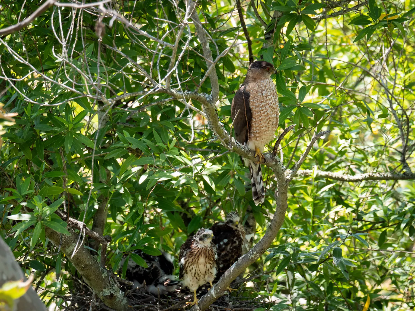 Coopers Hawk family