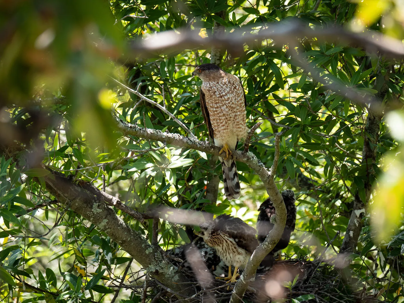 Coopers Hawk family