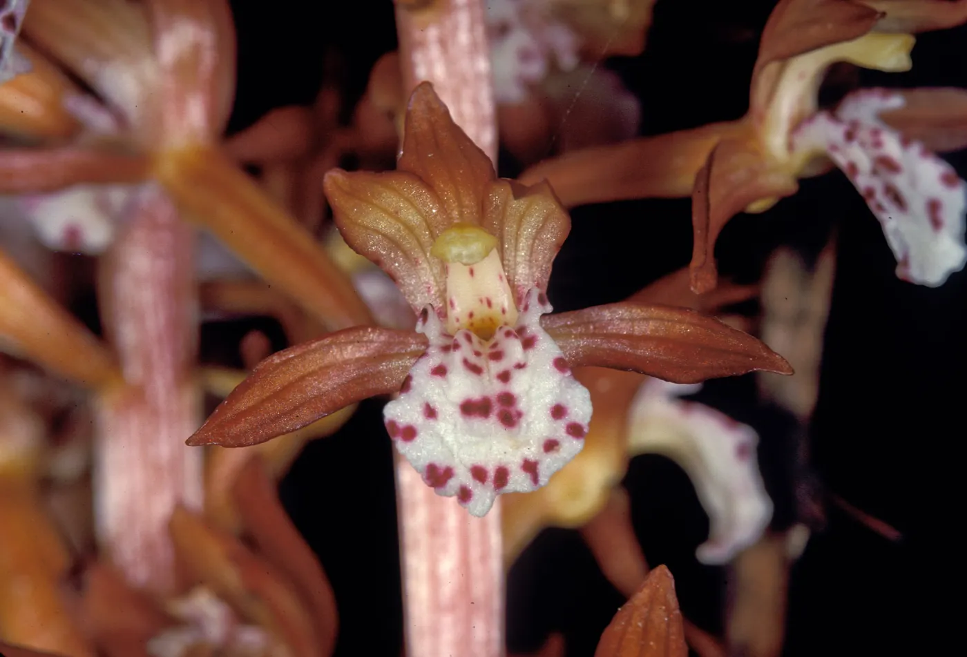 Corallorhiza maculata2