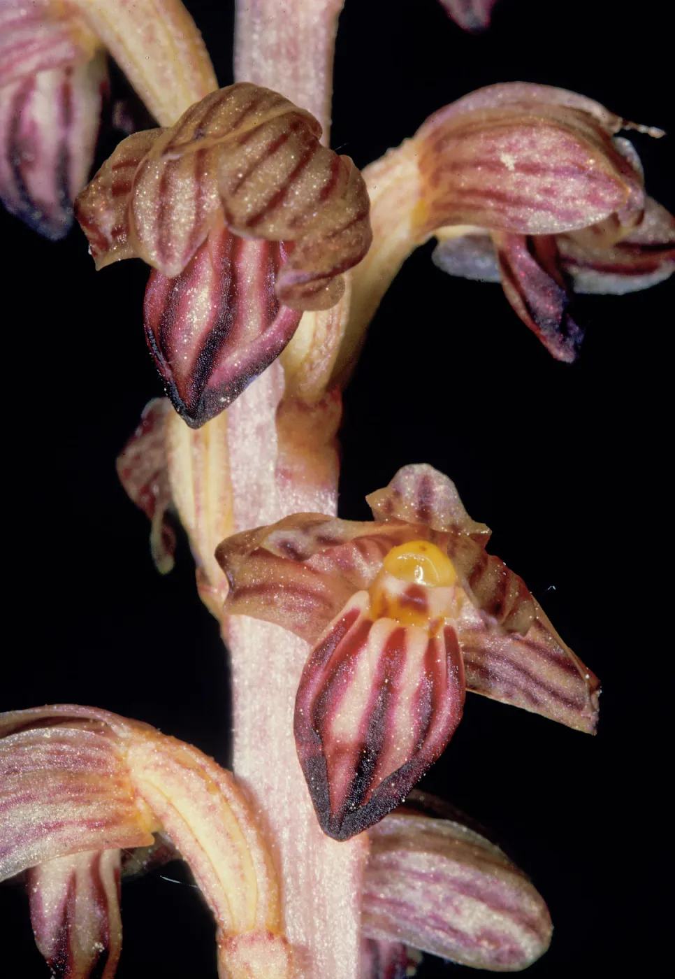 Corallorhiza striata close