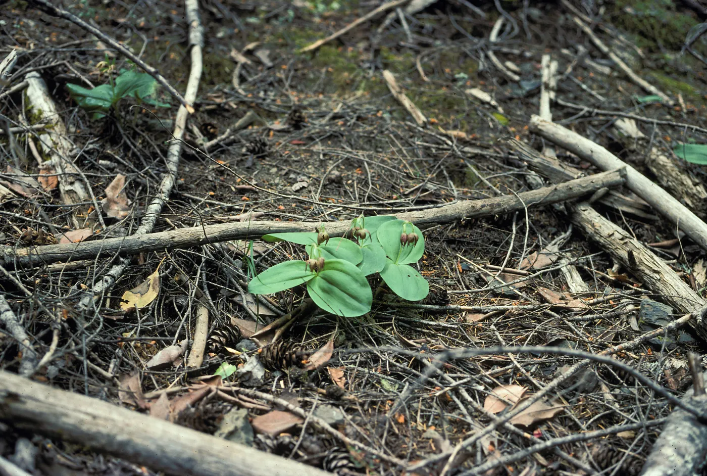 Cypripedium fasciculatum habitat