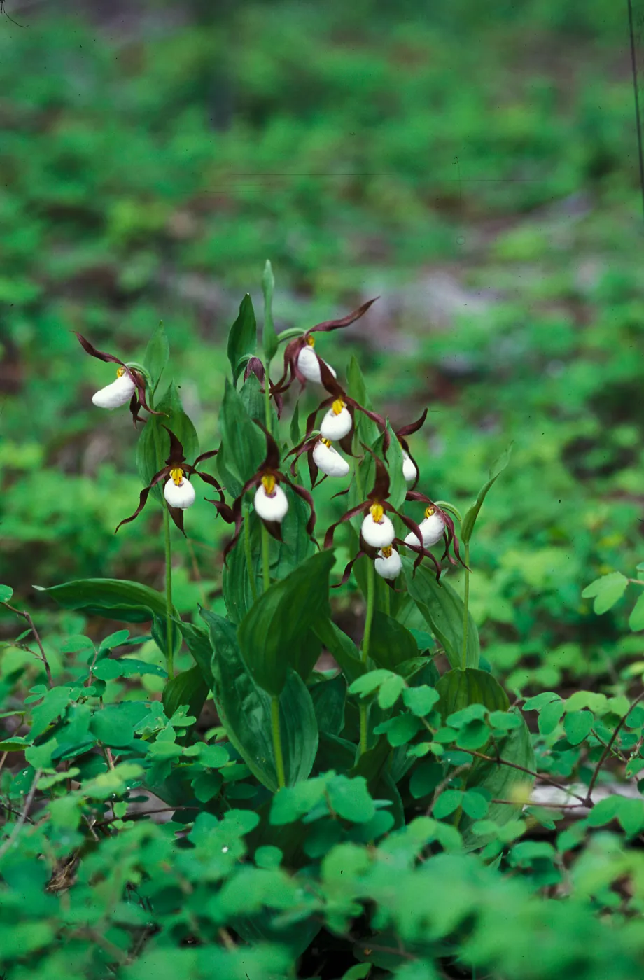 Cypripedium fasciculatum habitat