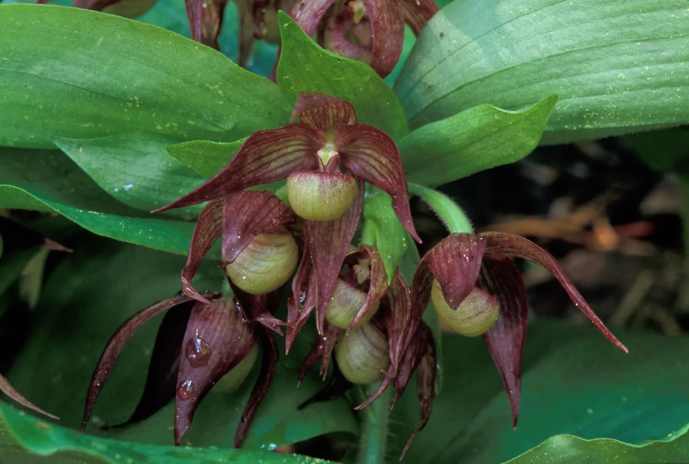 Cypripedium fasciculatum