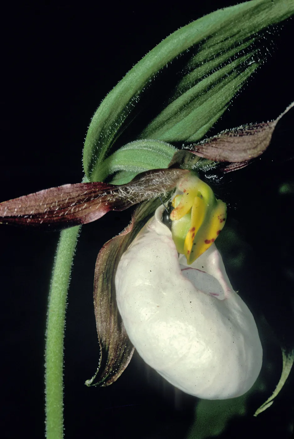 cypripedium montanum single