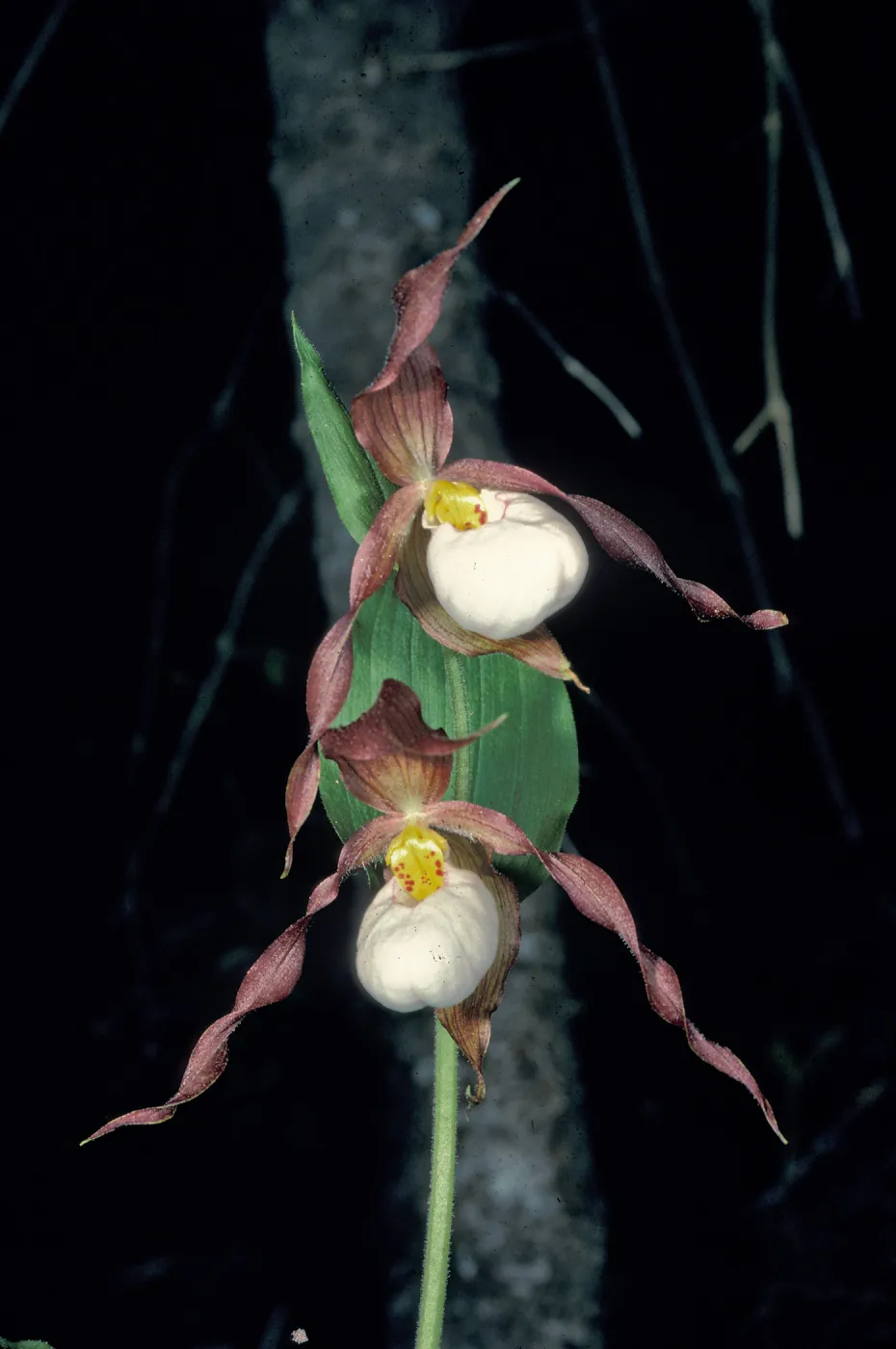 Cypripedium montanum