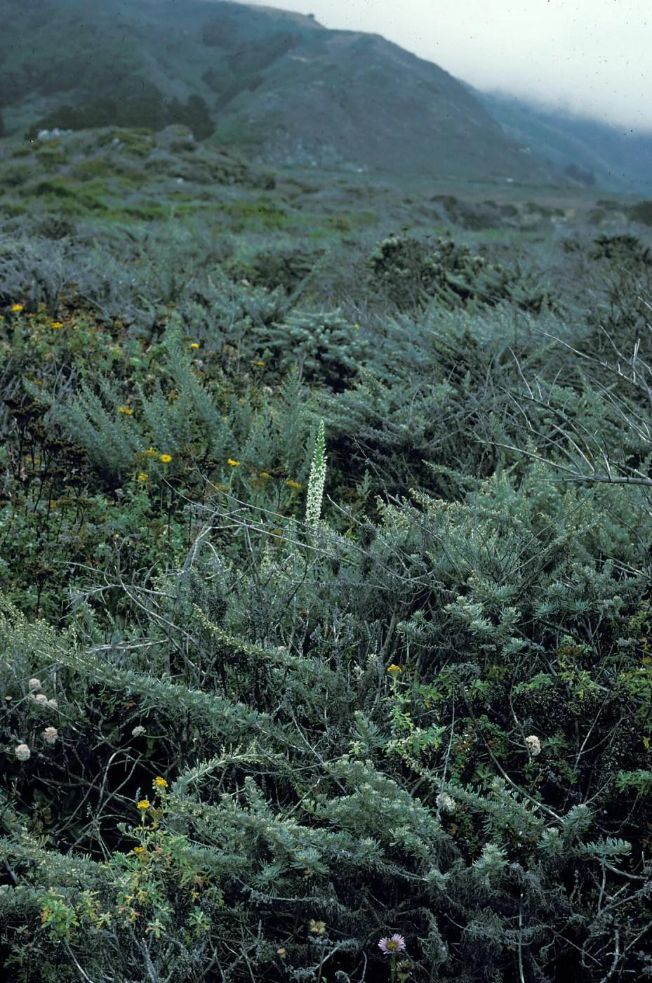 Piperia elegans