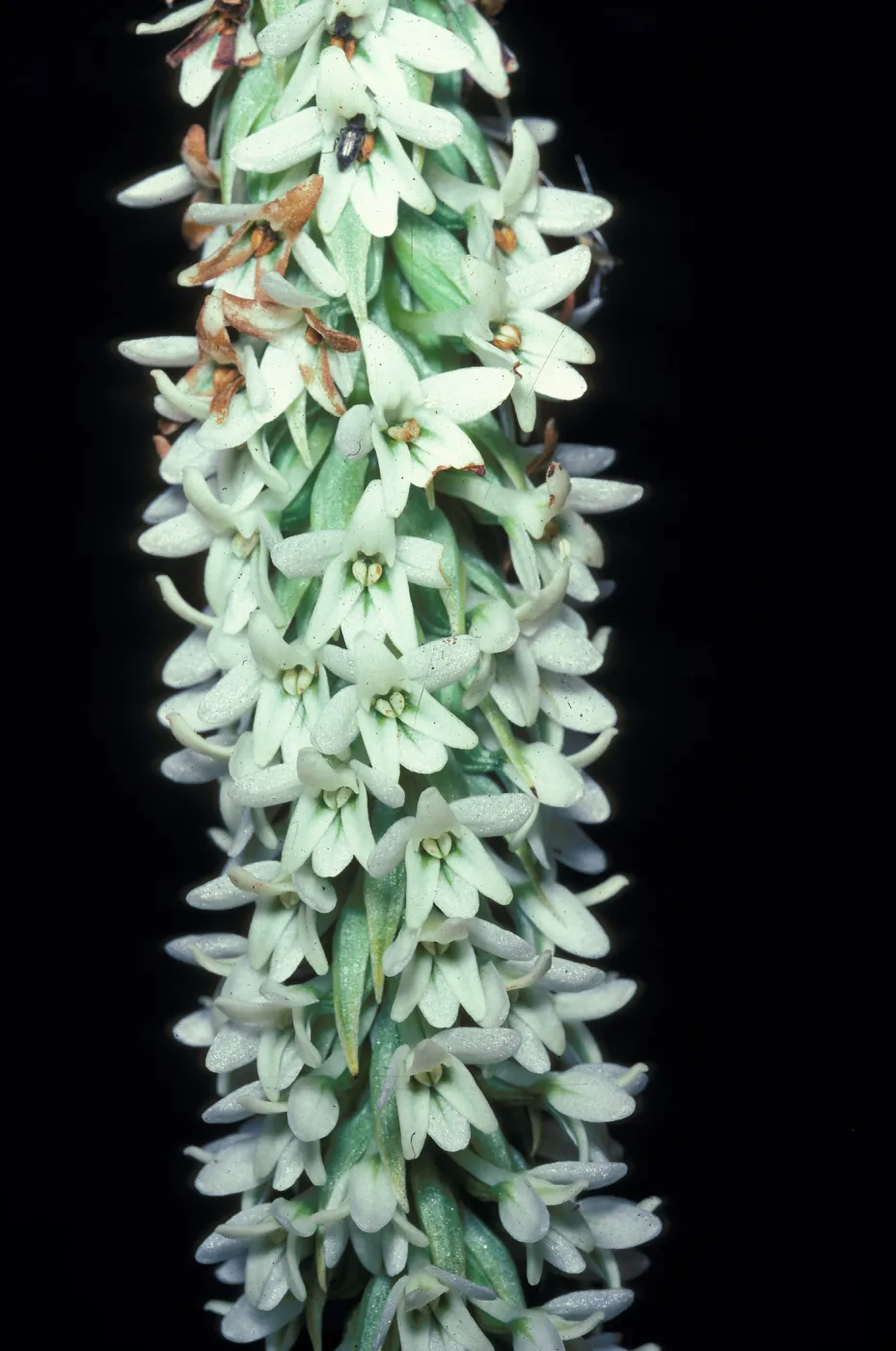 Piperia elegans