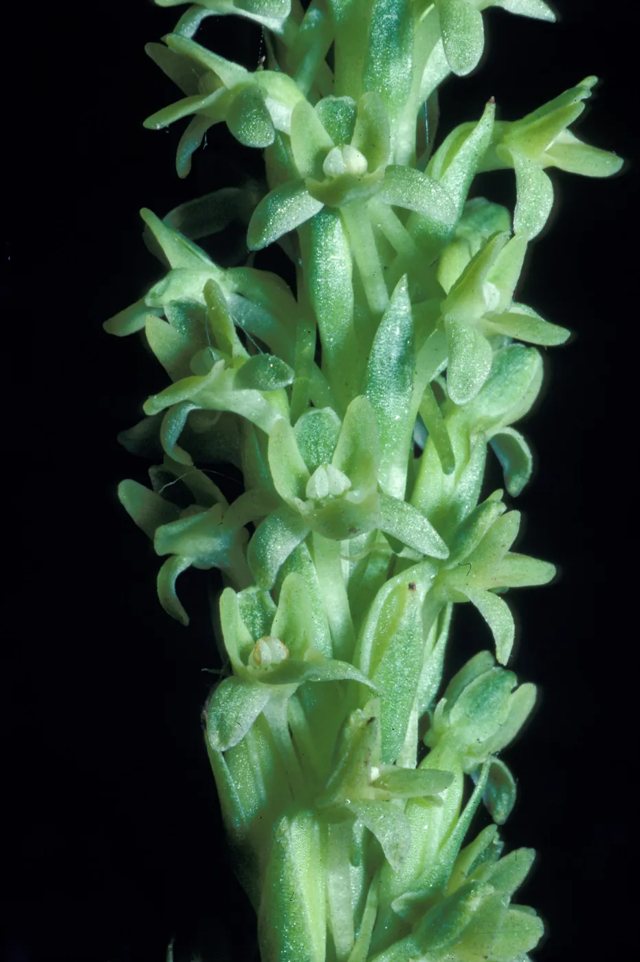 Piperia michaui / michaelii