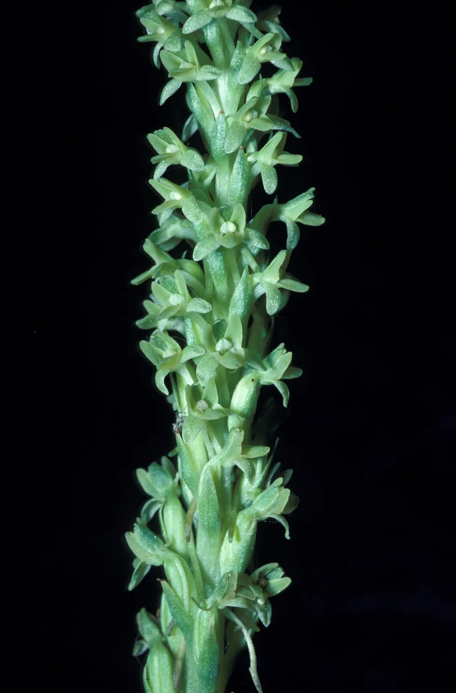 Piperia michaui / michaelii