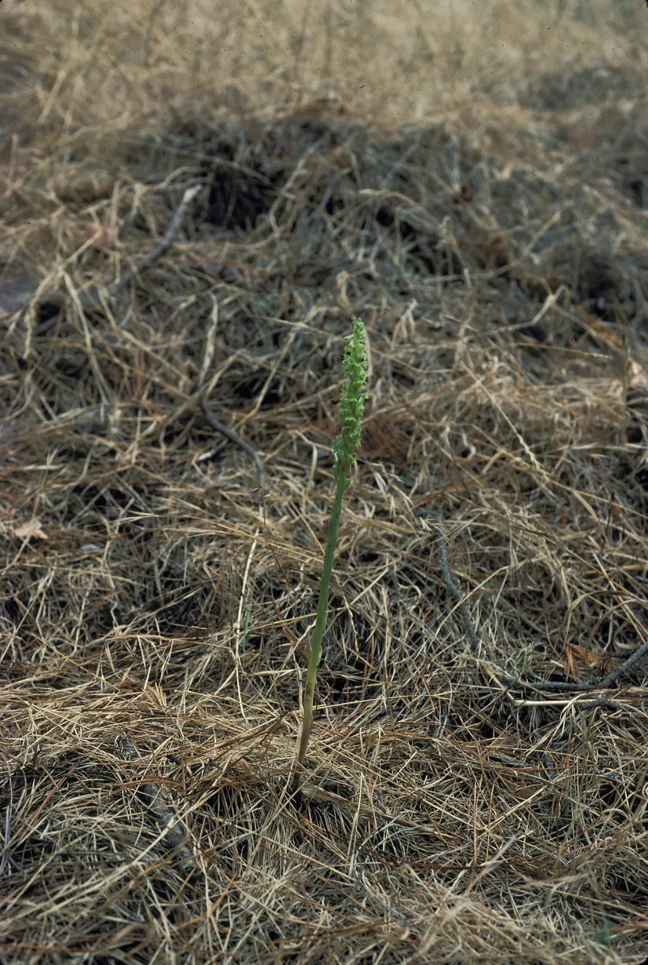 Piperia michaui / michaelii