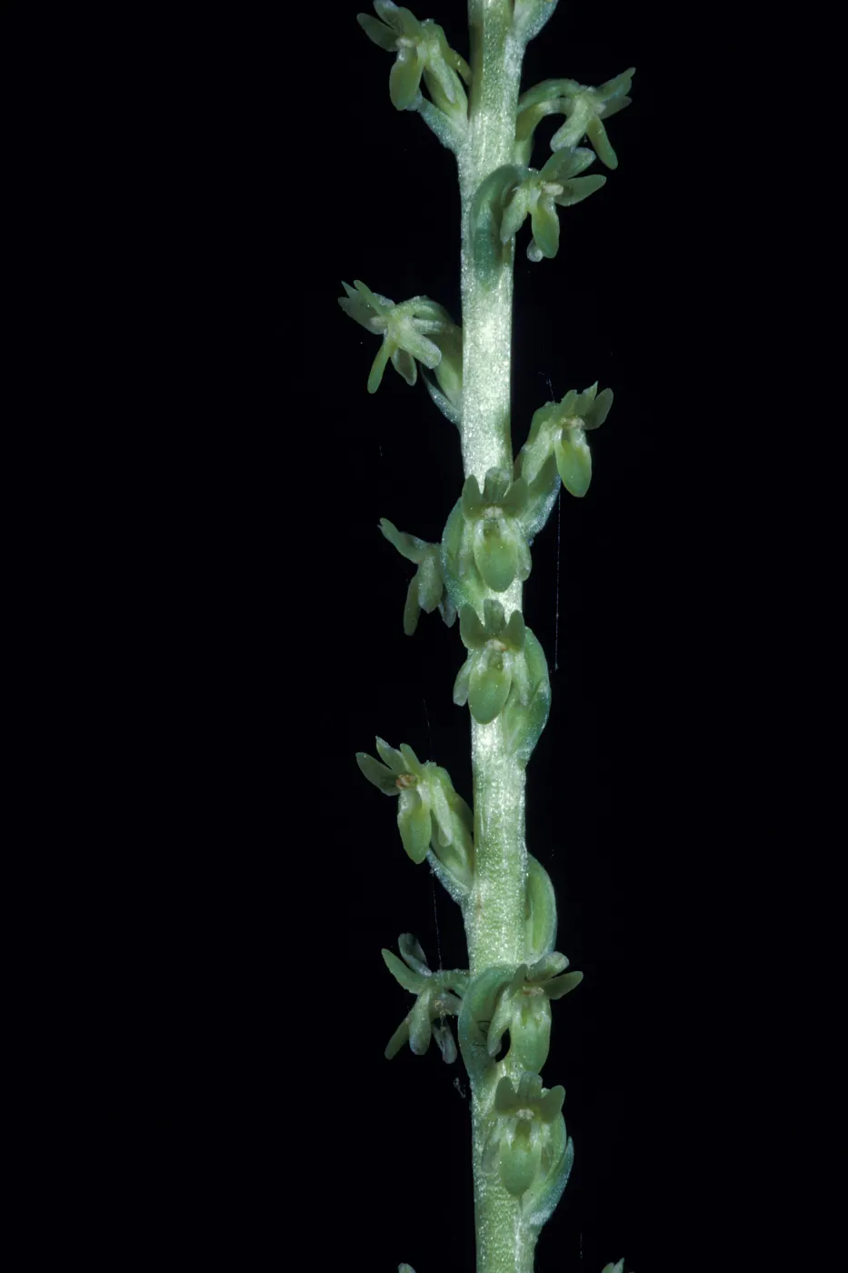 Piperia unacaulescens / unacaulescens