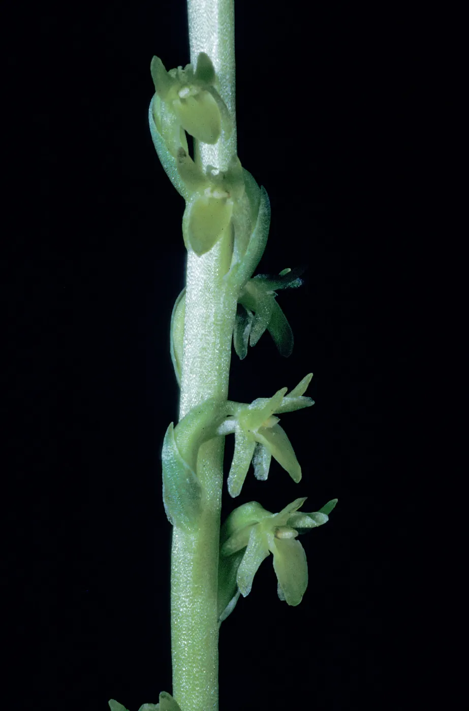 Piperia unacaulescens / unalascensis