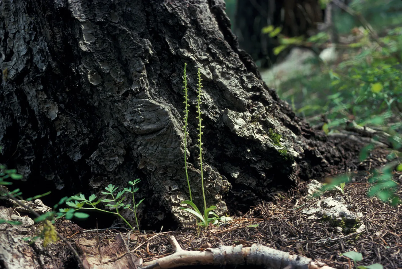 Piperia unacaulescens / unalascensis