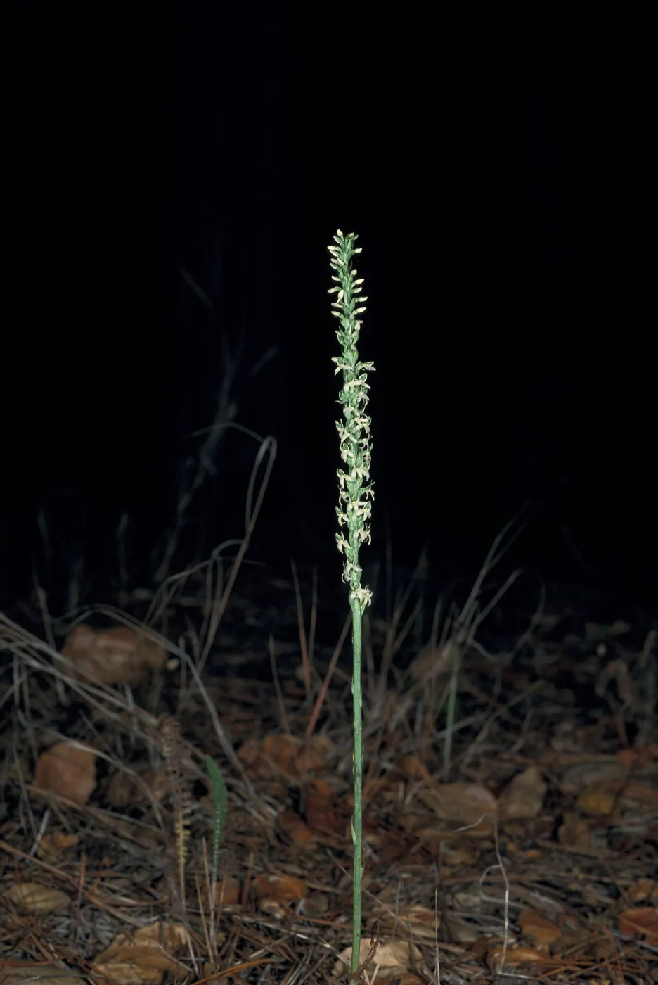 Piperia yadonii