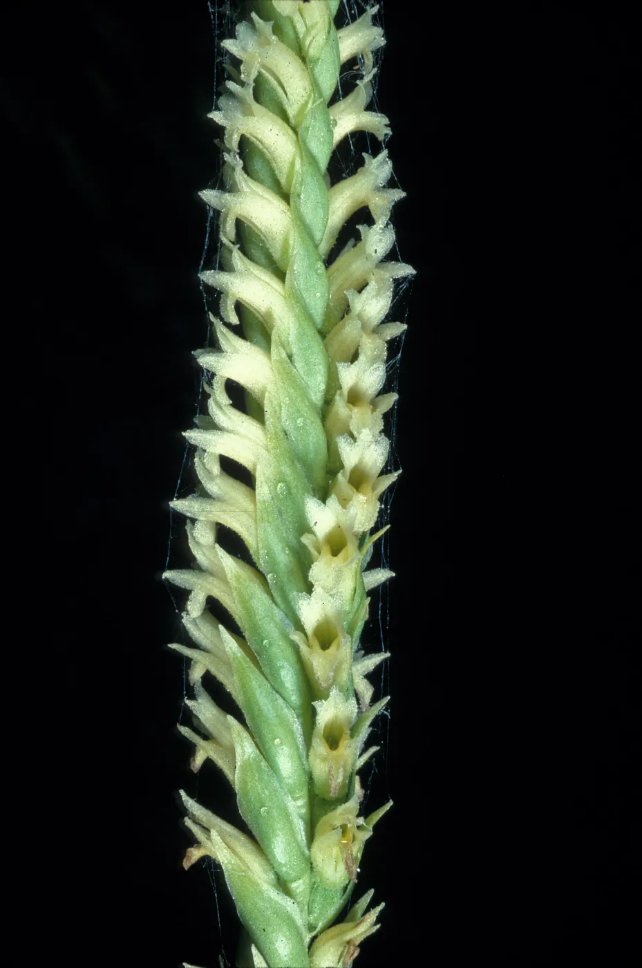 Spiranthes porrifolia