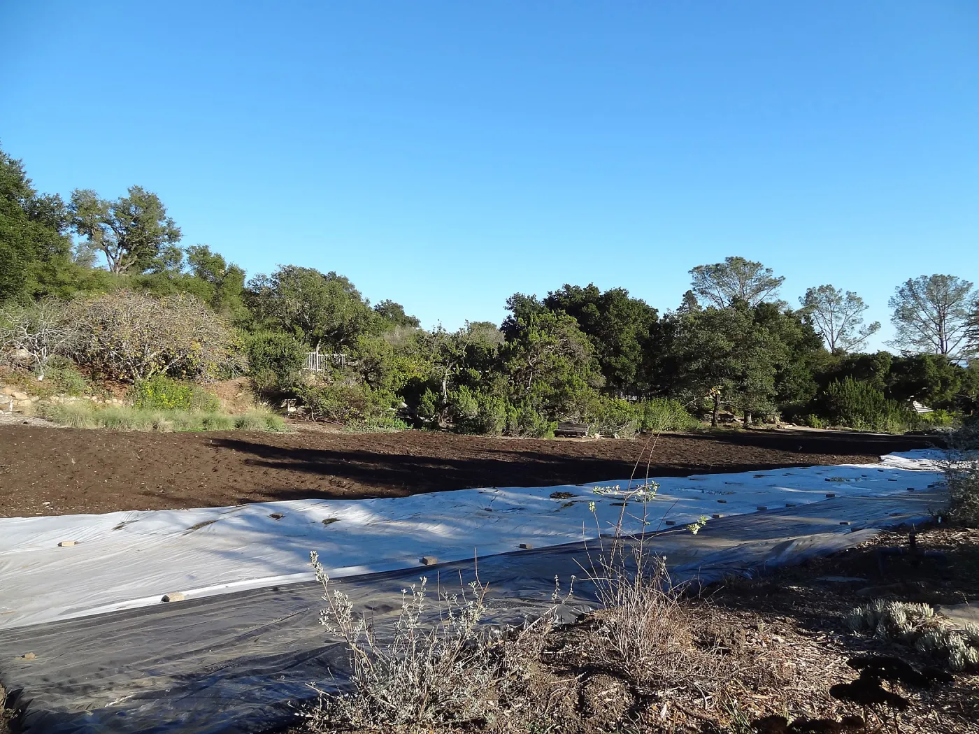 Meadow Revival Project, black versus white plastic mulch test
