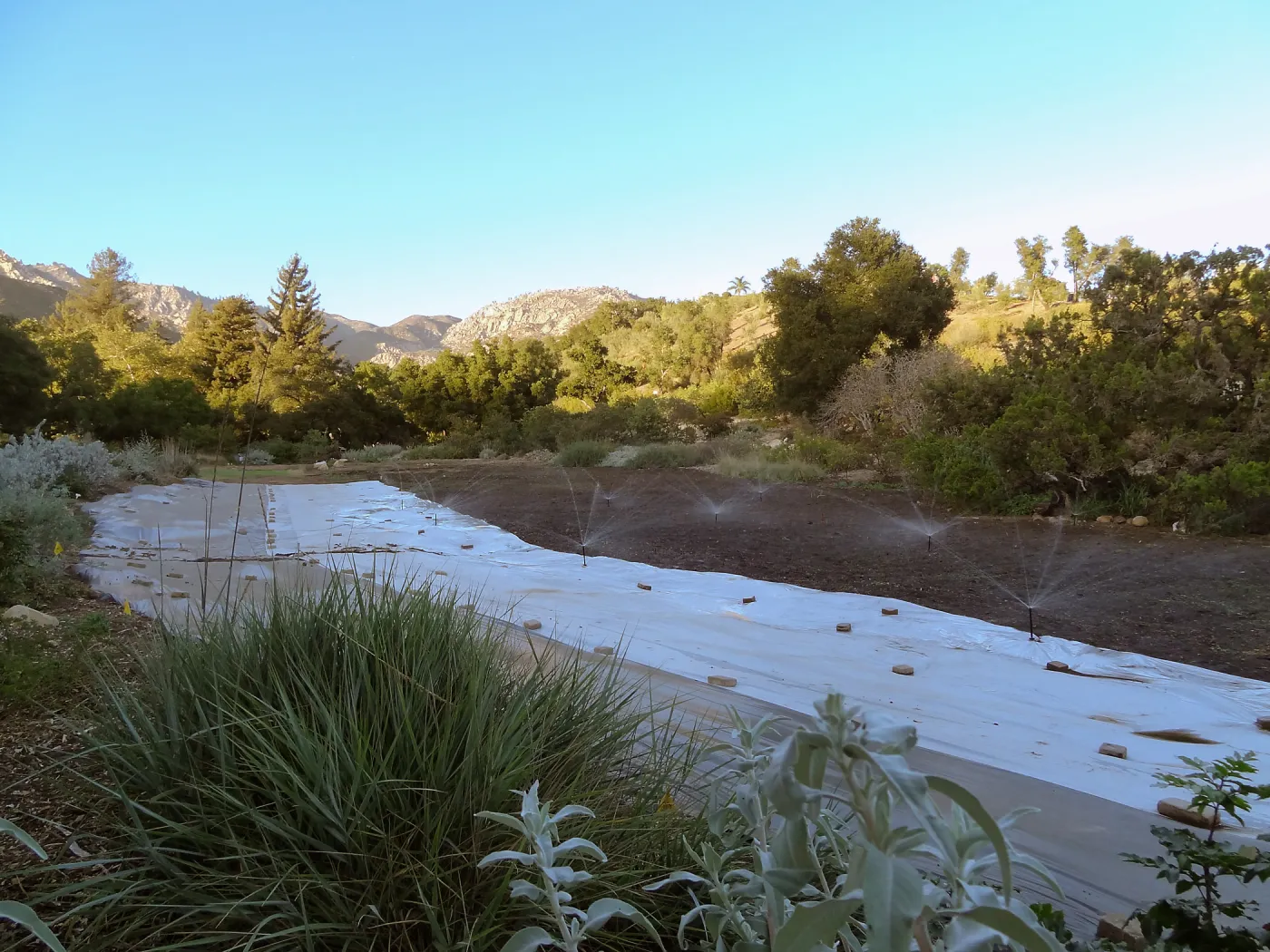 Meadow Revival Project, black versus white plastic mulch test