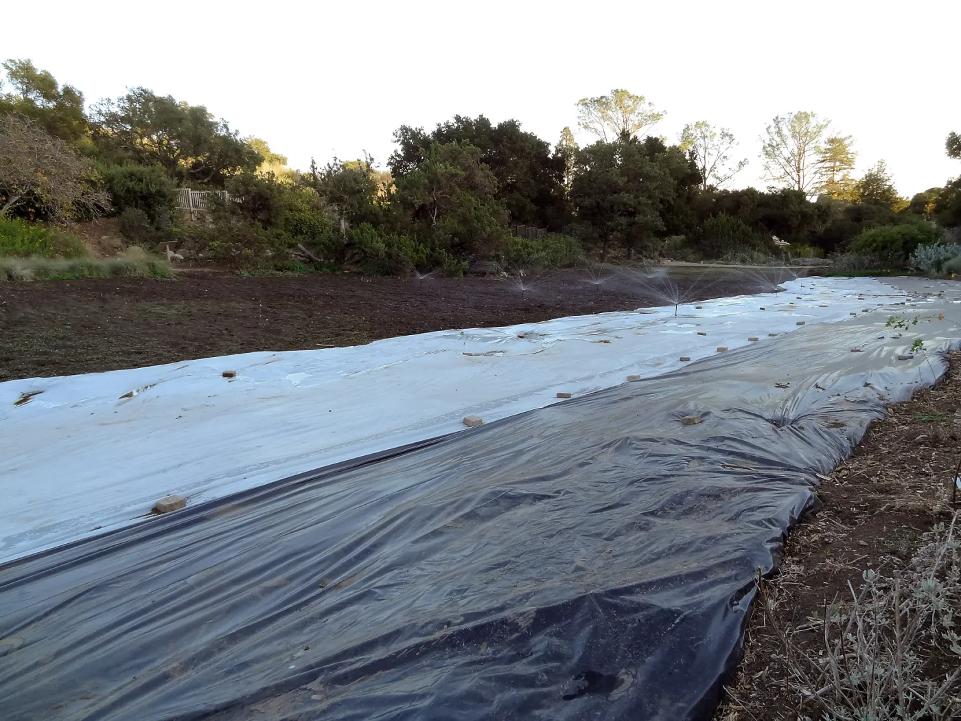 Meadow Revival Project, black versus white plastic mulch test