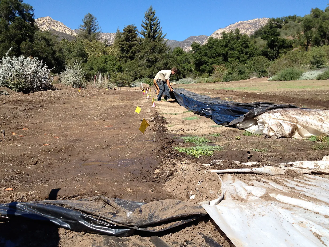Meadow Revival Project, black versus white plastic mulch test, removing plastic