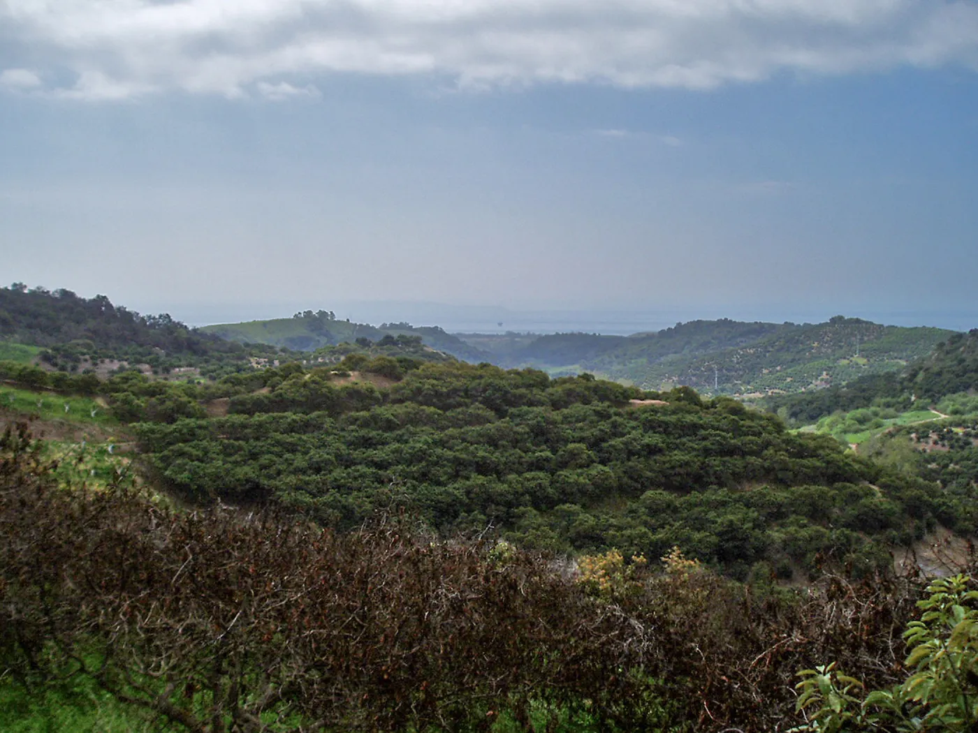 Winchester Canyon After the Gap Fire, emergent vegetative growth
