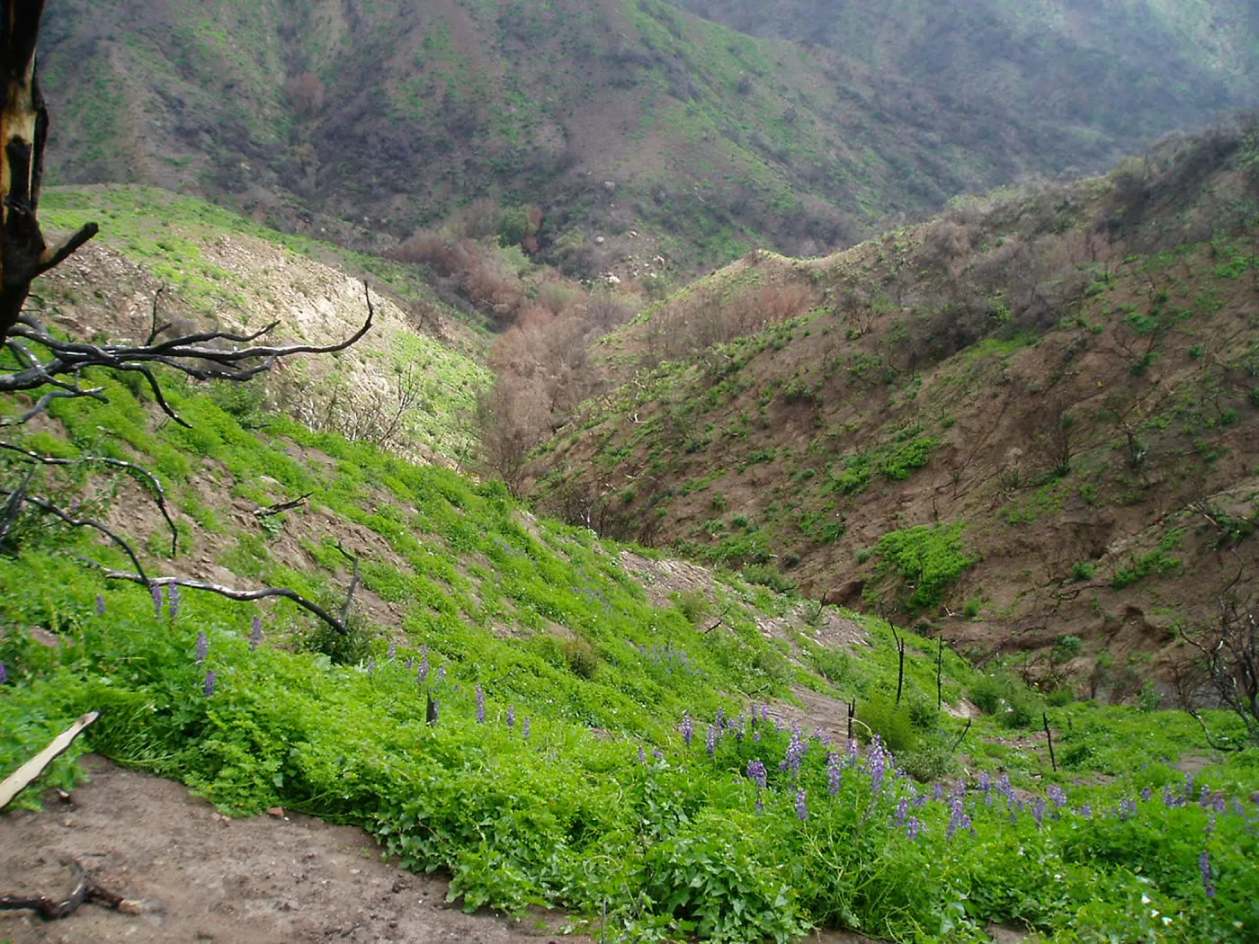 Winchester Canyon After the Gap Fire, emergent vegetative growth